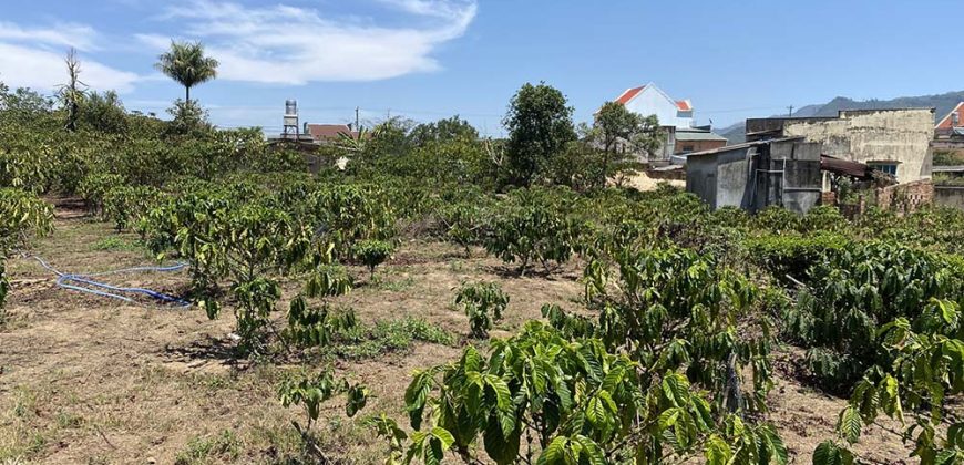 Bán đất vườn tại thôn 11 xã Đại Lào, TP Bảo Lộc