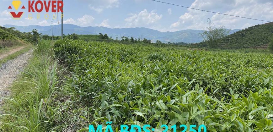 Bán 9000m2 đất tại Thôn 8, xã Đại Lào