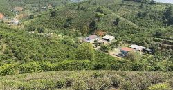 Bán 2600m2 đất trồng trà tại thôn 6, xã Đại Lào