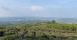 Bán 2600m2 đất view săn mây thôn 6, xã Đại Lào