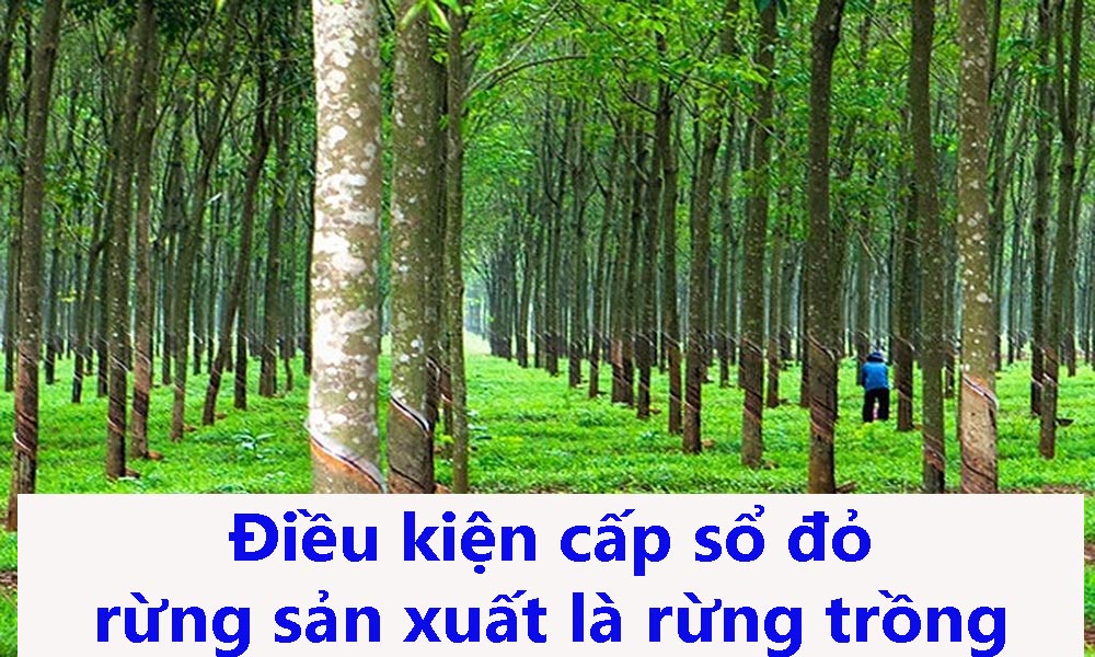 Điều kiện cấp sổ đỏ rừng sản xuất là rừng trồng