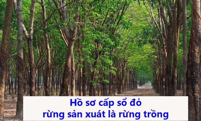 Hồ sơ cấp sổ đỏ rừng sản xuất là rừng trồng