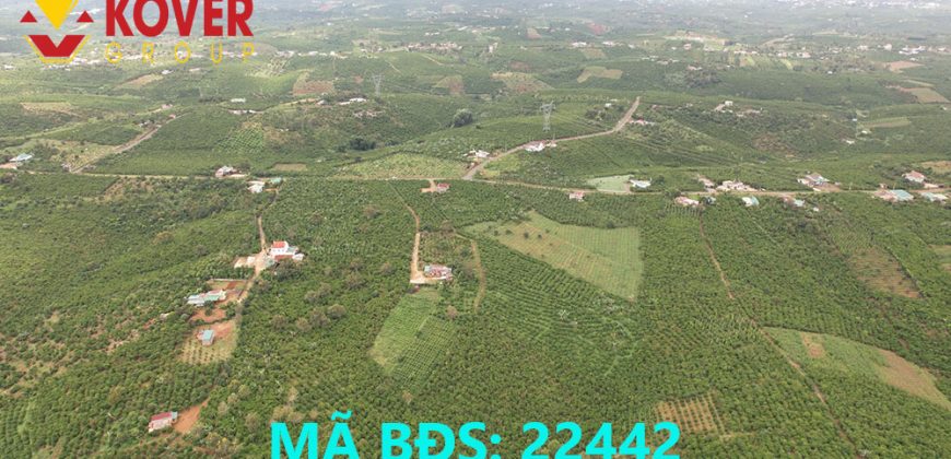 Bán lô đất thổ cư, view đồi 8000m2 xã Lộc An, huyện Bảo Lâm