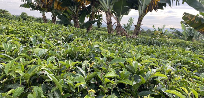 Bán 50x36m đất vườn trà xã Lộc An, huyện Bảo Lâm