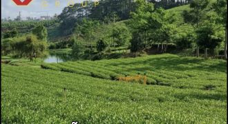 Bán 11 ha đất vườn trà oloong xã Lộc Tân, Bảo Lâm