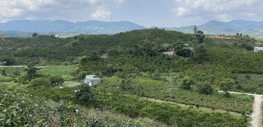 Bán 5788m2 đất vườn chè view siêu đẹp tại đường Blaosere, Đại Lào