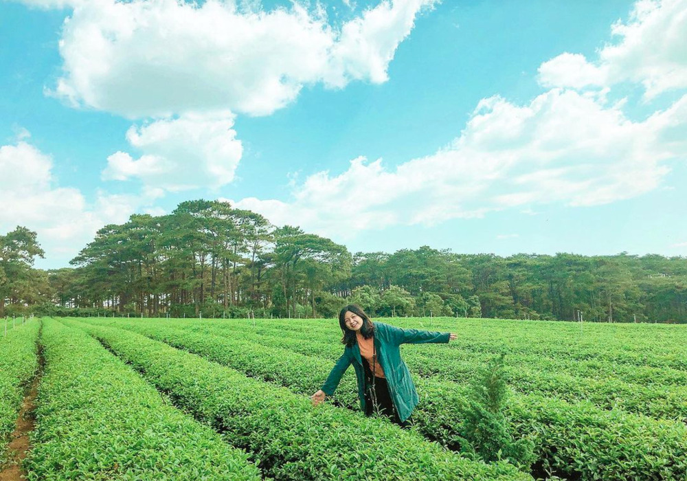 Đồi chè Tâm Châu